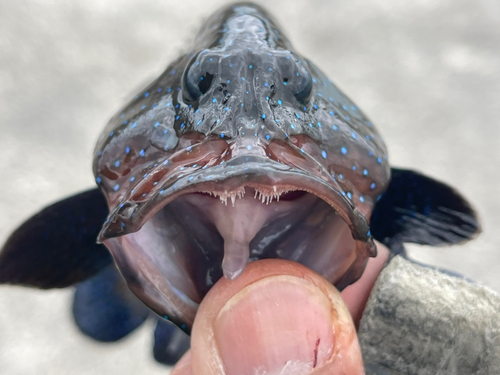 アオノメハタの釣果