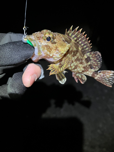 カサゴの釣果