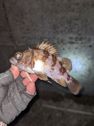 メバルの釣果