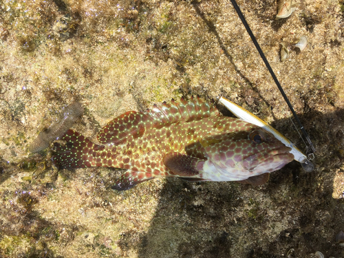 イシミーバイの釣果