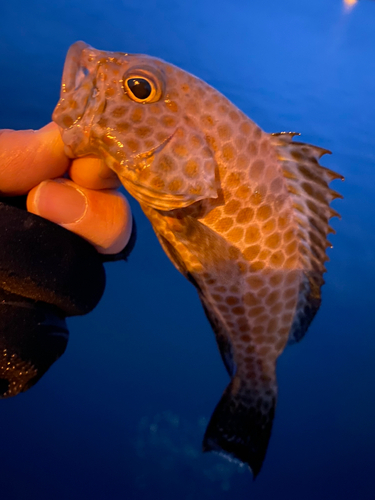 オオモンハタの釣果