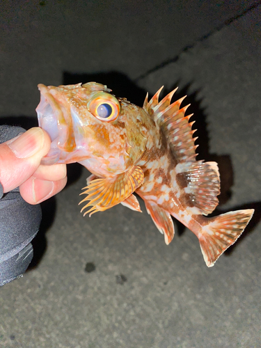 カサゴの釣果