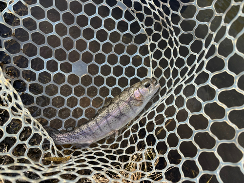 トラウトの釣果