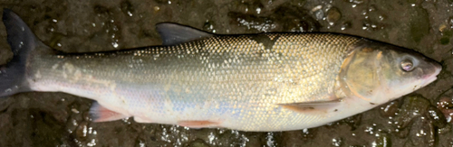 マルタウグイの釣果