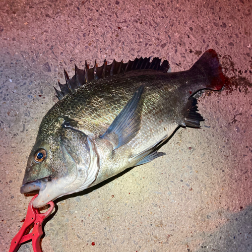 クロダイの釣果