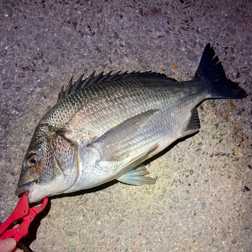 碧南海釣り公園