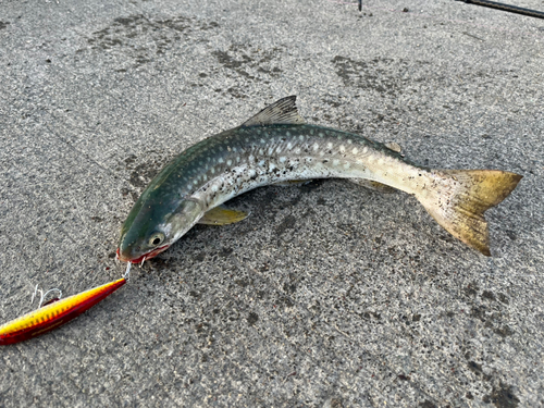 アメマスの釣果