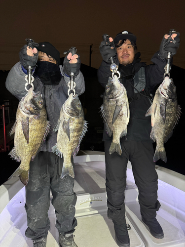 クロダイの釣果