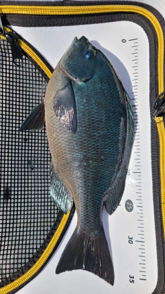 クチブトグレの釣果