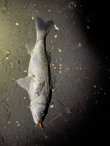 シーバスの釣果