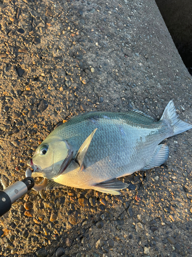 新居海釣公園