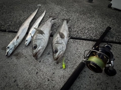 タチウオの釣果