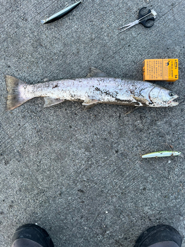 アメマスの釣果