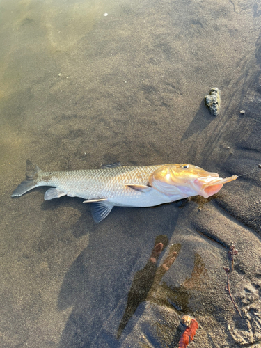 ニゴイの釣果