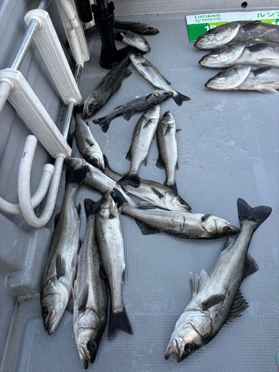 名古屋港釣り船シースクエアさんの釣果 2枚目の画像