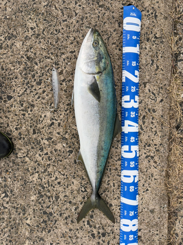 ブリの釣果