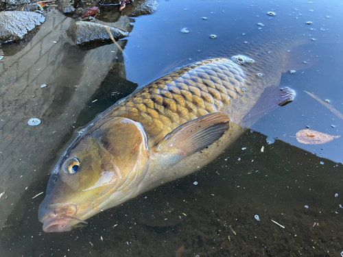 コイの釣果