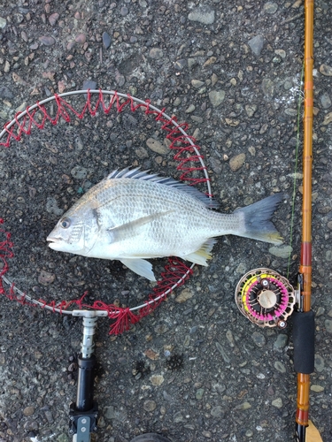 キビレの釣果