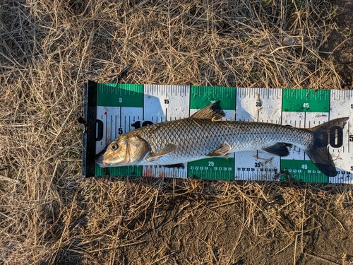 ニゴイの釣果