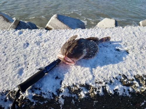 カジカの釣果