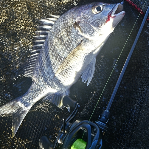 チヌの釣果