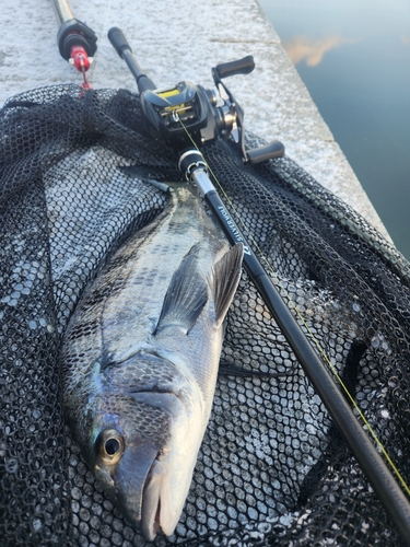 チヌの釣果