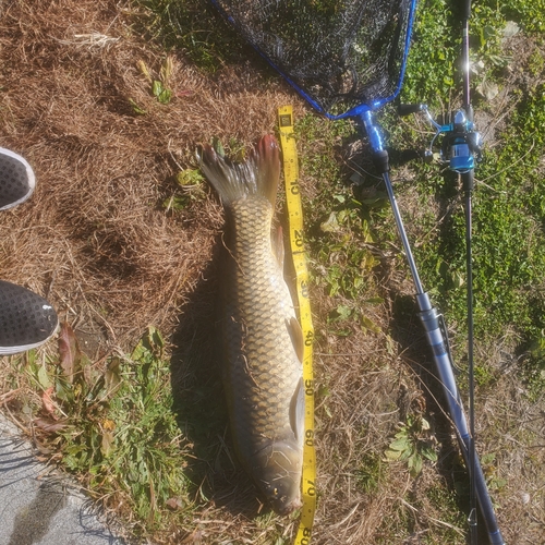 コイの釣果