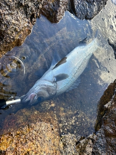 ヒラスズキの釣果