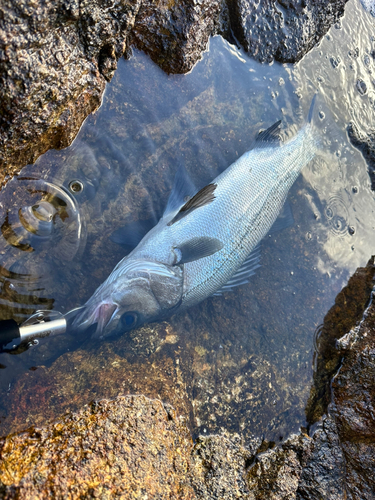 ヒラスズキの釣果