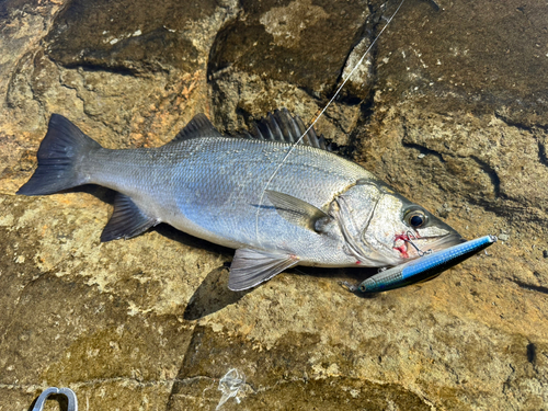 ヒラスズキの釣果