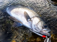 ヒラスズキの釣果