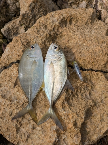 メッキの釣果