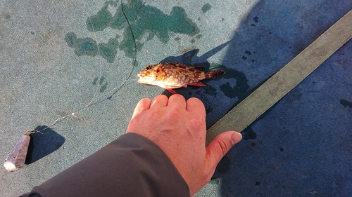 アラカブの釣果