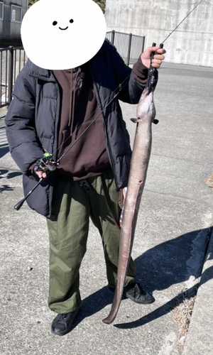 クロアナゴの釣果