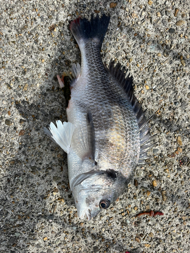 キビレの釣果