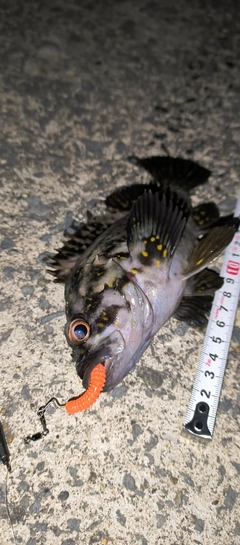 オウゴンムラソイの釣果