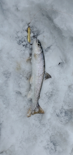 アメマスの釣果