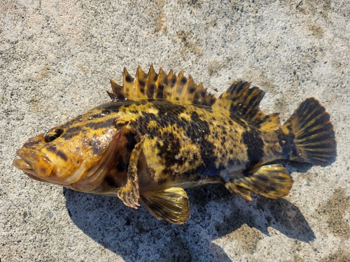 ベッコウゾイの釣果