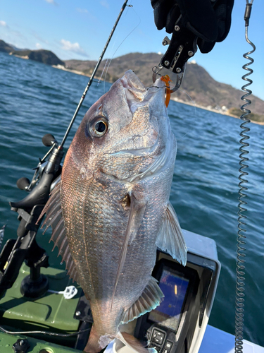 タイの釣果