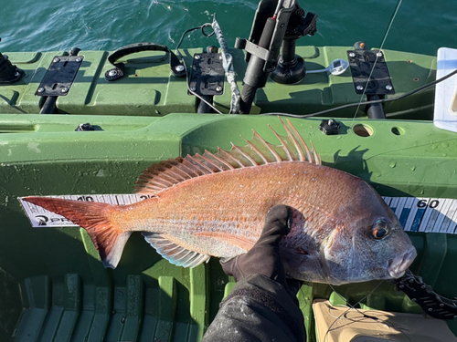 タイの釣果