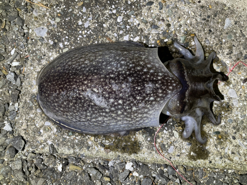 シリヤケイカの釣果