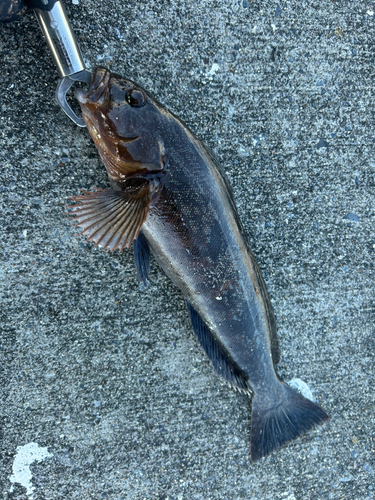 アイナメの釣果