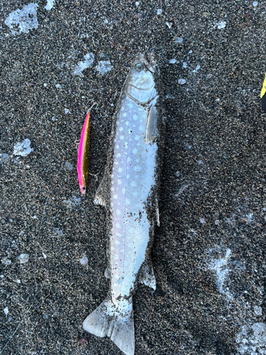 アメマスの釣果