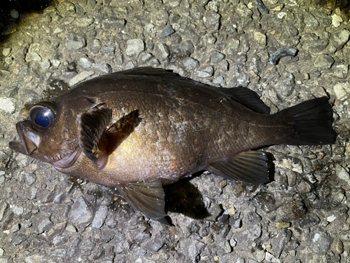 メバルの釣果