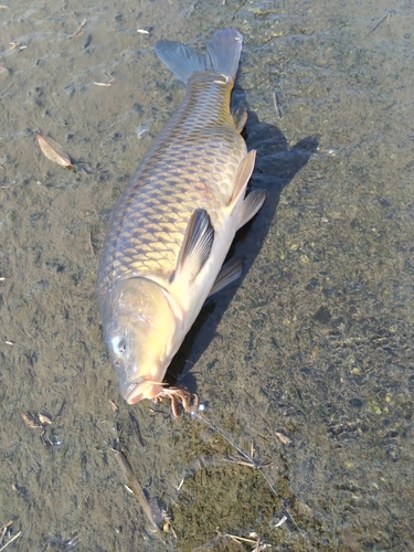 コイの釣果