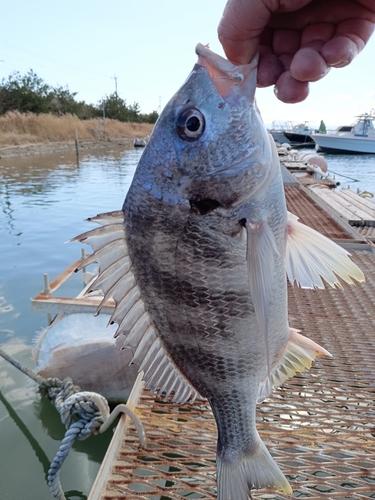 キビレの釣果