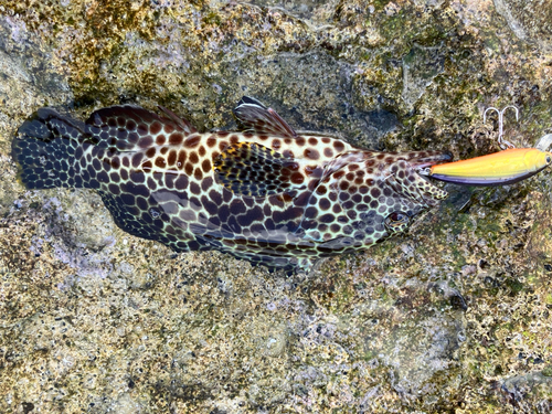 カンモンハタの釣果