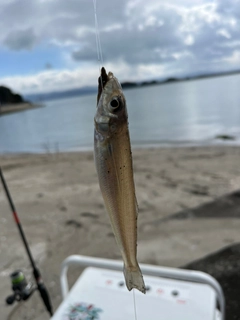 キスの釣果