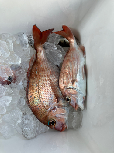 タイの釣果