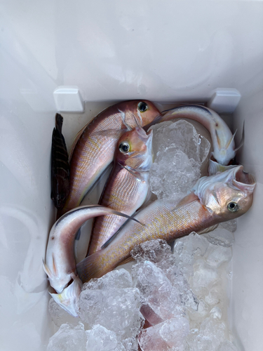 アマダイの釣果